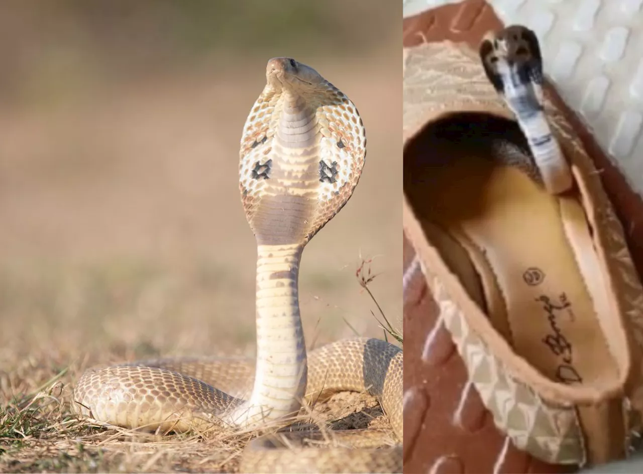 Scary video captures baby cobra finding its new home inside a shoe (Video)