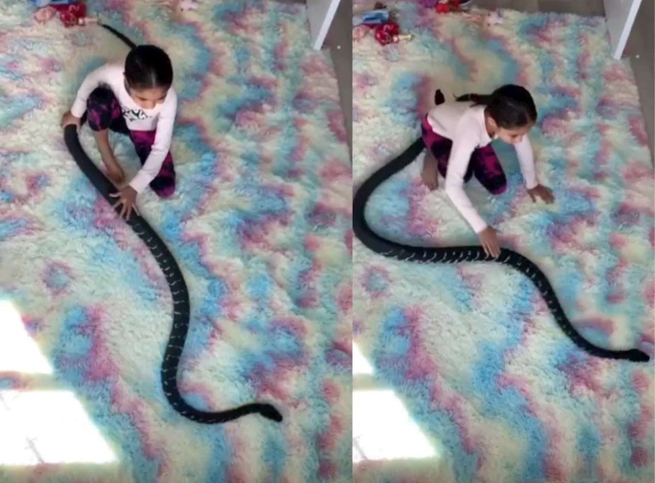 Shocking video of little girl fearlessly playing with gigantic python (Video)