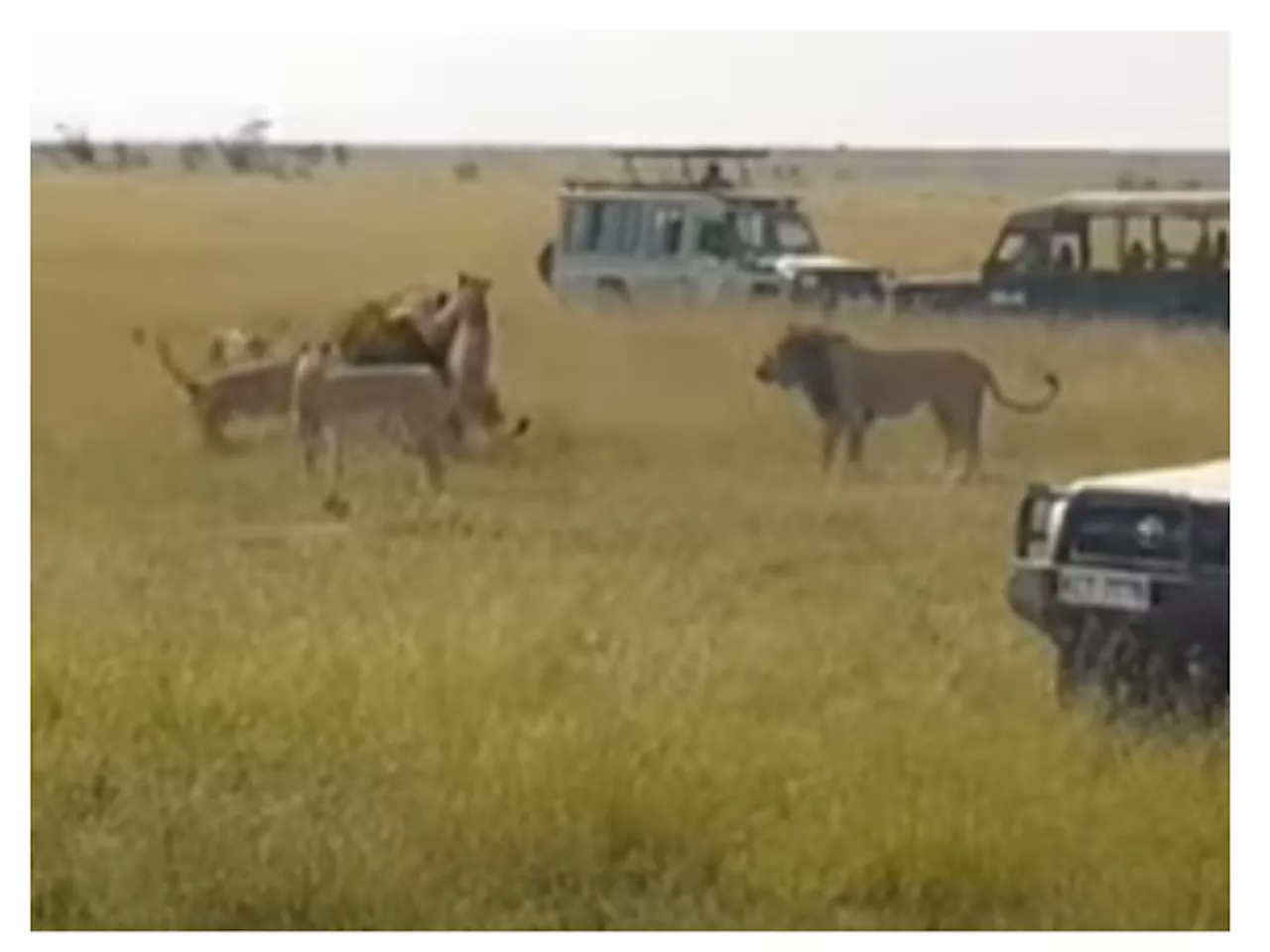 WATCH: Male lion takes down buffalo with ease [VIDEO]