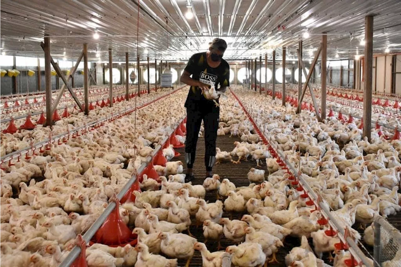 Penternak ayam minta subsidi bersasar