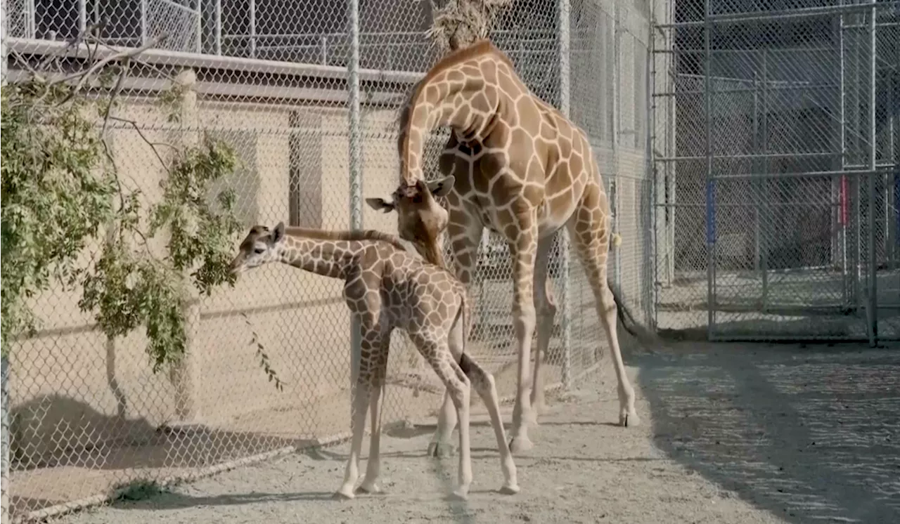 Oakland Zoo welcomes baby giraffe, 'Kendi' more than six feet tall, weighs in at 150 lbs.