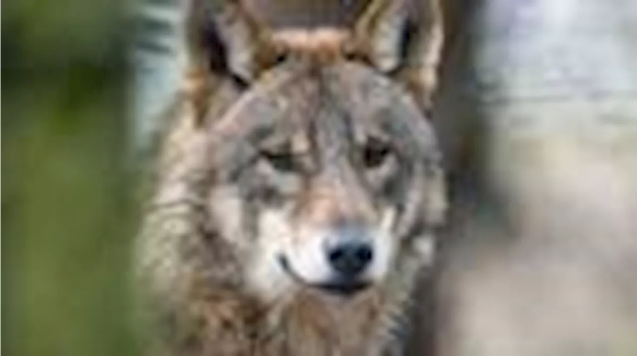 Bremen: Wolf war vermutlich in mehreren Gärten unterwegs