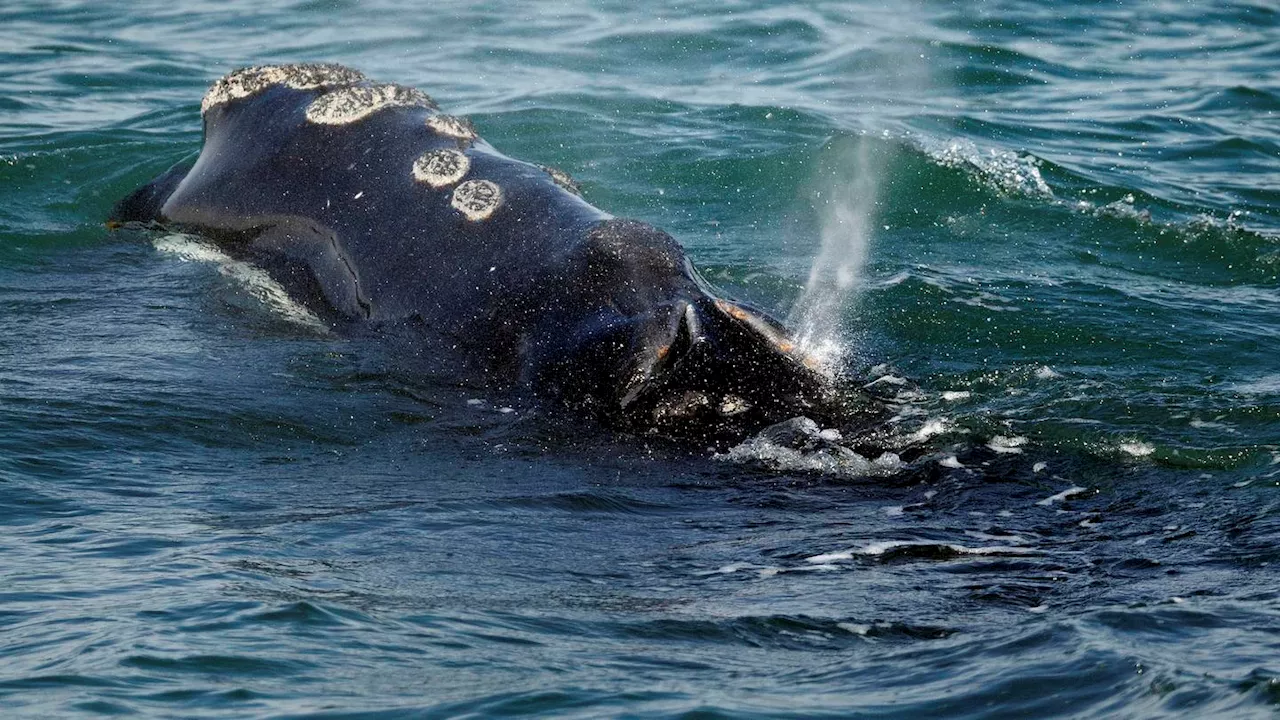 Decline of rare right whale appears to be slowing, but scientists say big threats remain