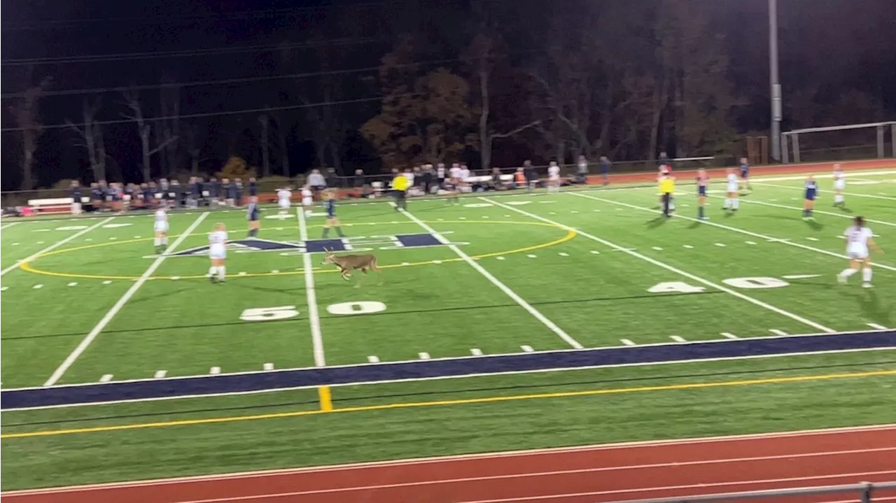 Deer crashes Pennsylvania soccer match