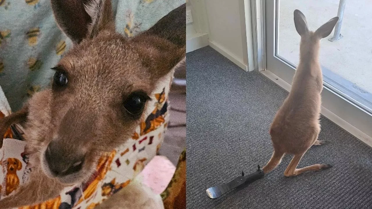 Orphaned eastern grey kangaroo joey fitted with prosthetic after losing part of tail near Mackay