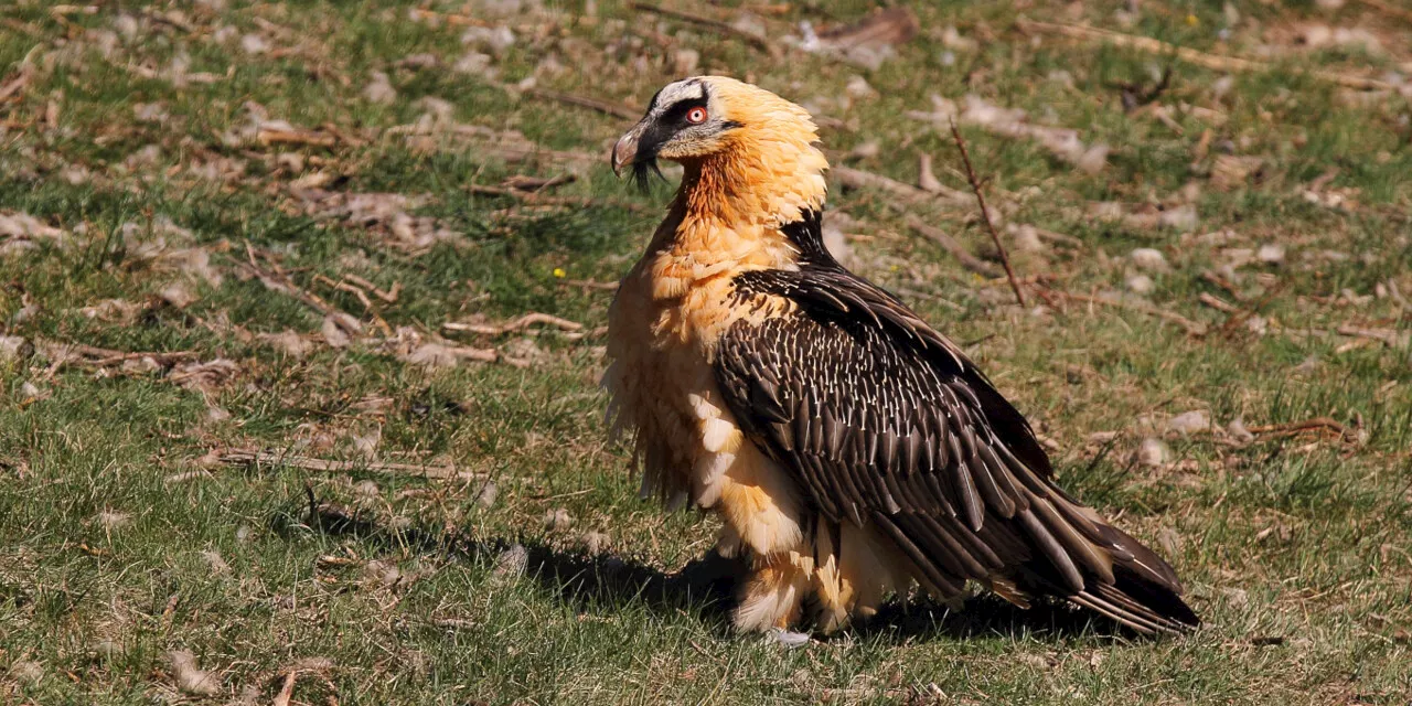 Cet oiseau mythique des Pyrénées va voir sa population augmenter : voici pourquoi