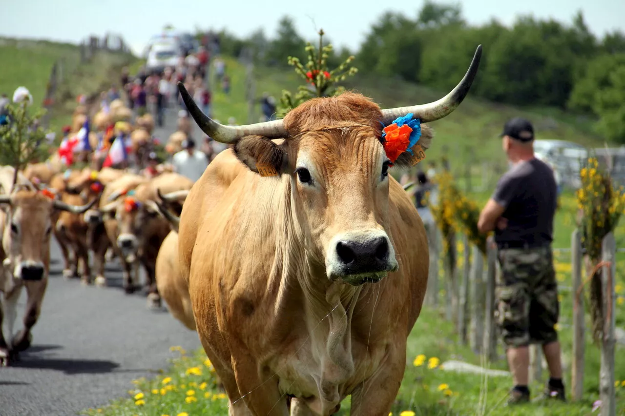 L'Occitanie a une nouvelle IGP avec la tome fraîche de l'Aubrac