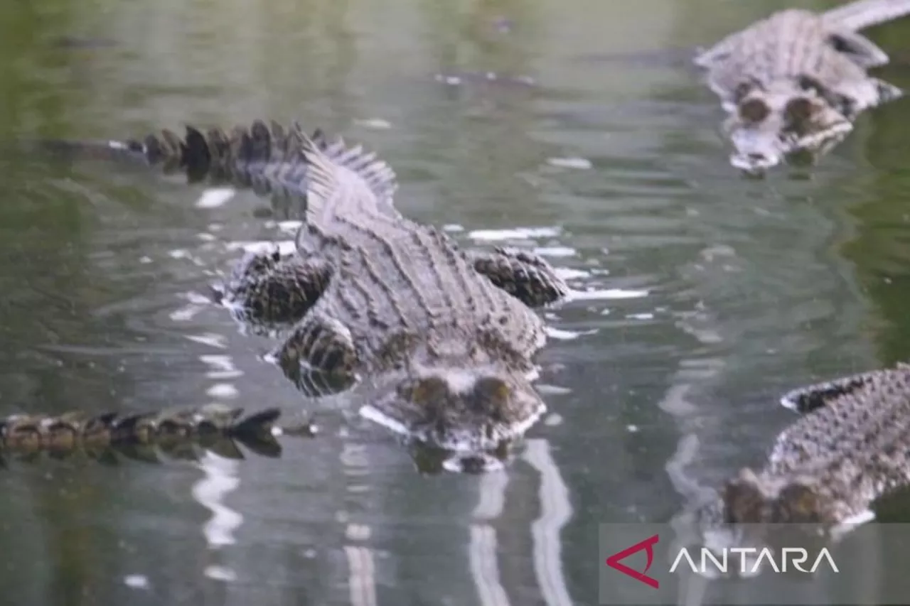 Pj Gubernur Kaltim janji carikan solusi untuk habitat buaya Riska