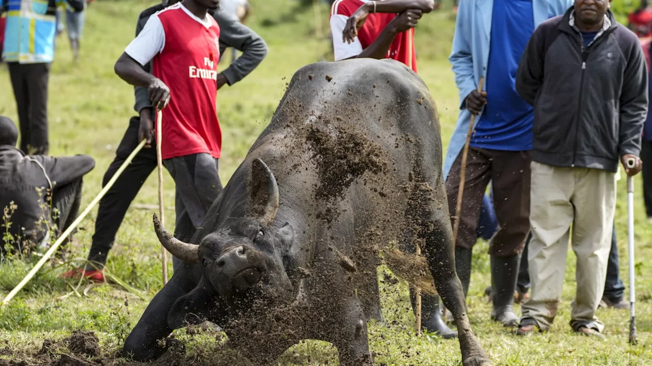 AP PHOTOS: Thousands attend a bullfighting competition in Kenya despite the risk of being gored