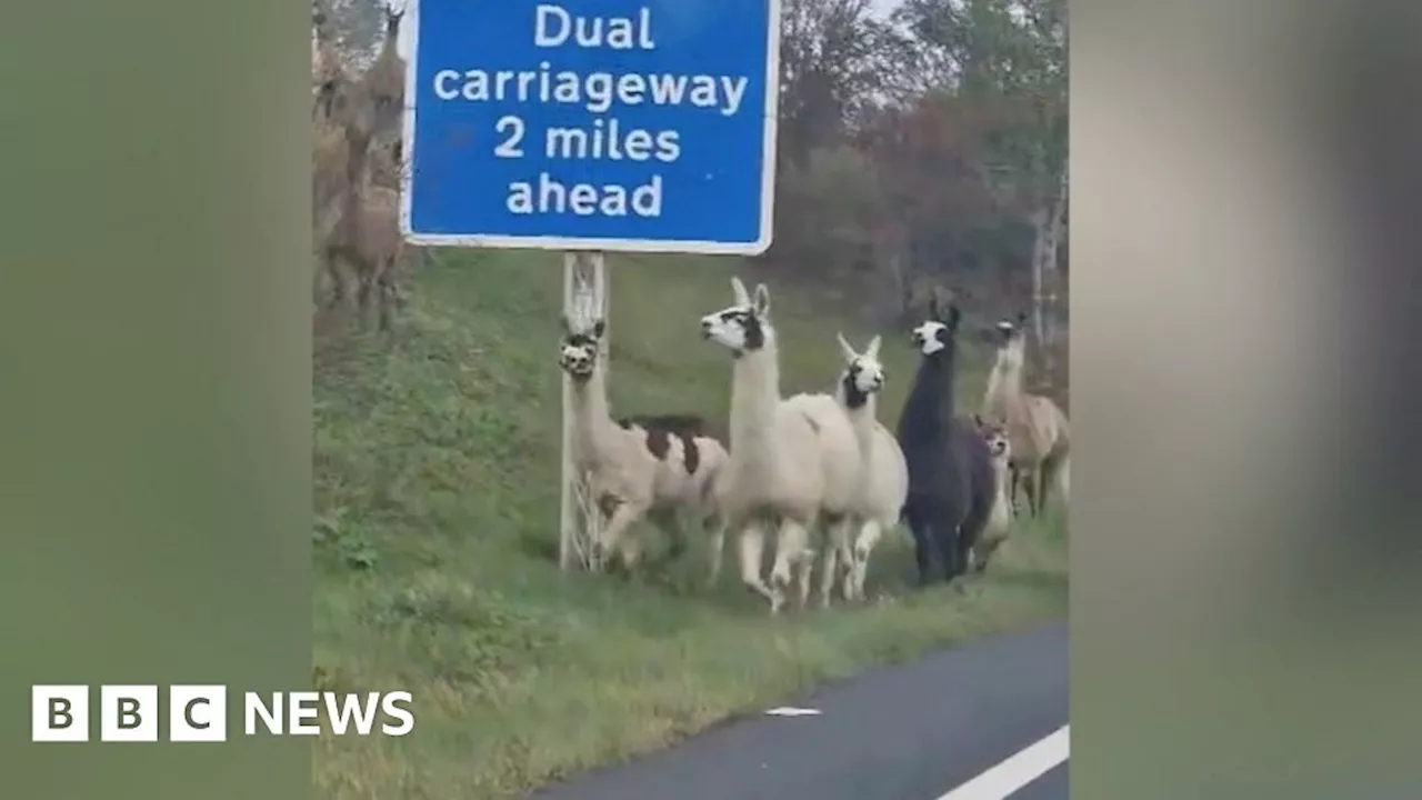 Cumbria: Llamas on the loose on A66 bring traffic to a standstill