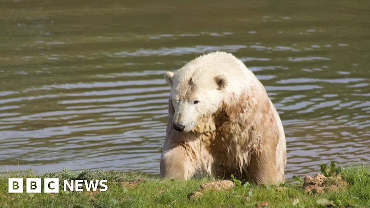 Jimmy Doherty used his property as collateral for polar bear enclosure loan