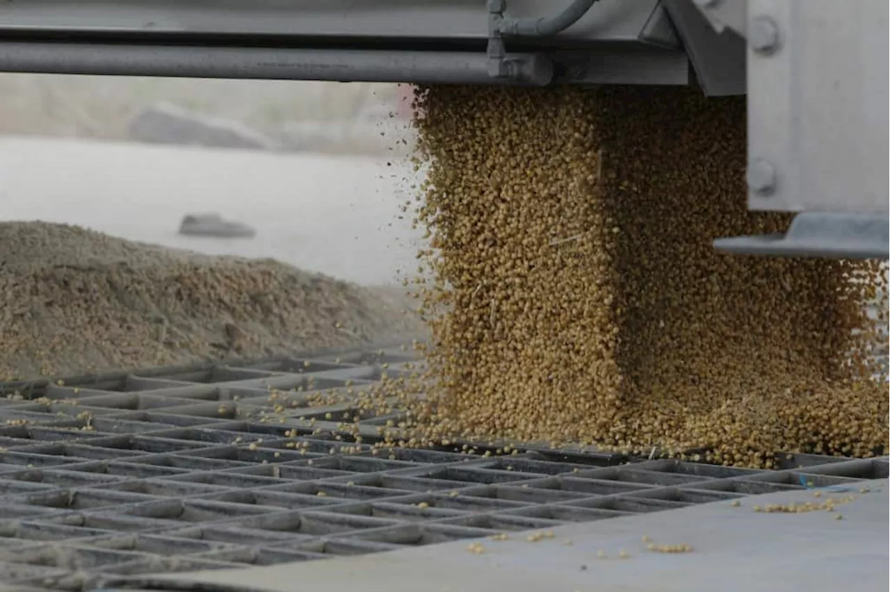 Drought-hit farmers in US heartland hope Mississippi 'comes back'