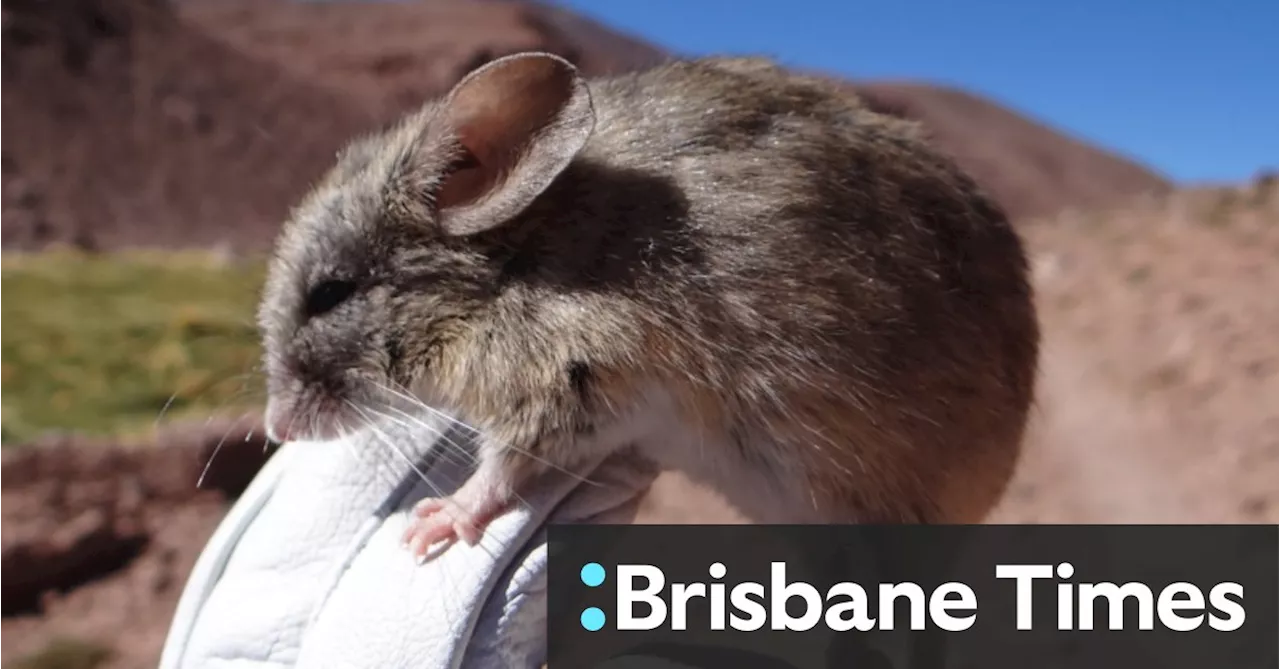 Life on Mars? This tiny South American mouse might hold the answer