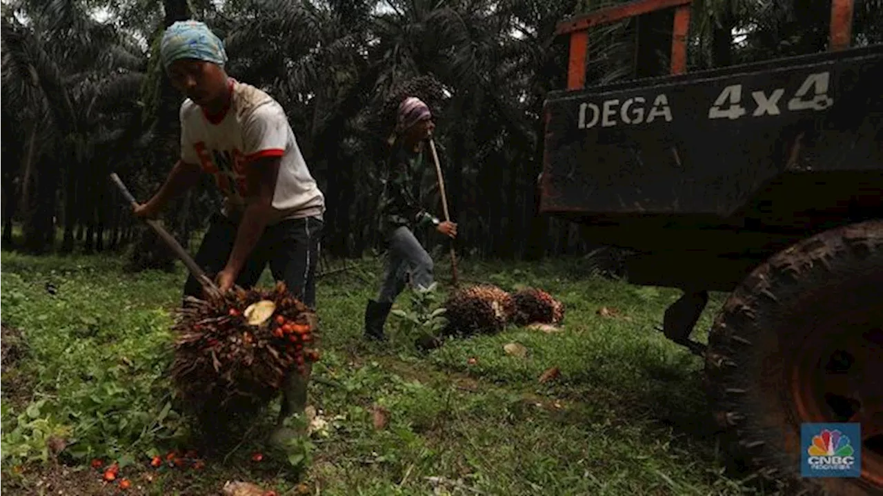 Harga CPO Turun Akibat Upaya Diplomatik Perang Israel Hamas