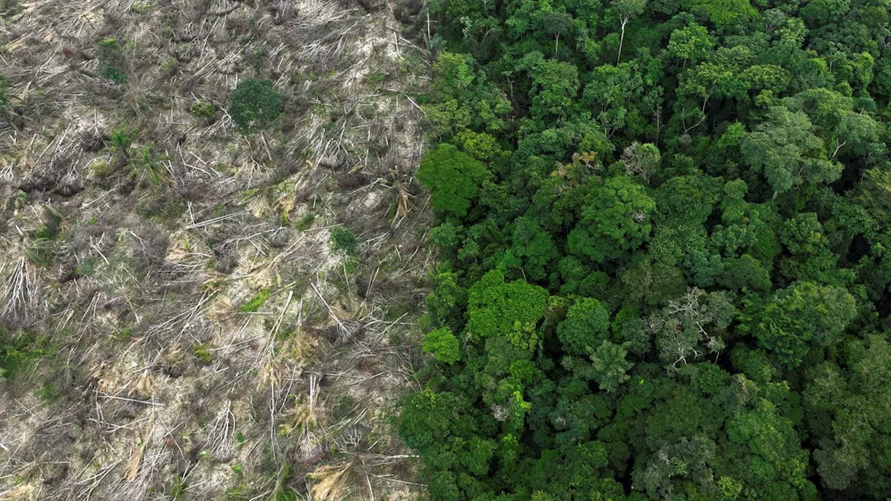 Bericht des WWF: Waldfläche von Größe Bayerns im vergangenen Jahr zerstört