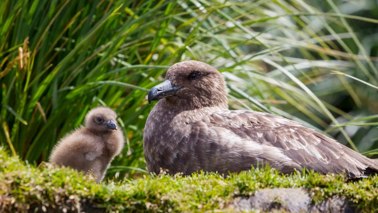 Bird Island im Südpolarmeer: Vogelgrippe erstmals in antarktischer Region nachgewiesen