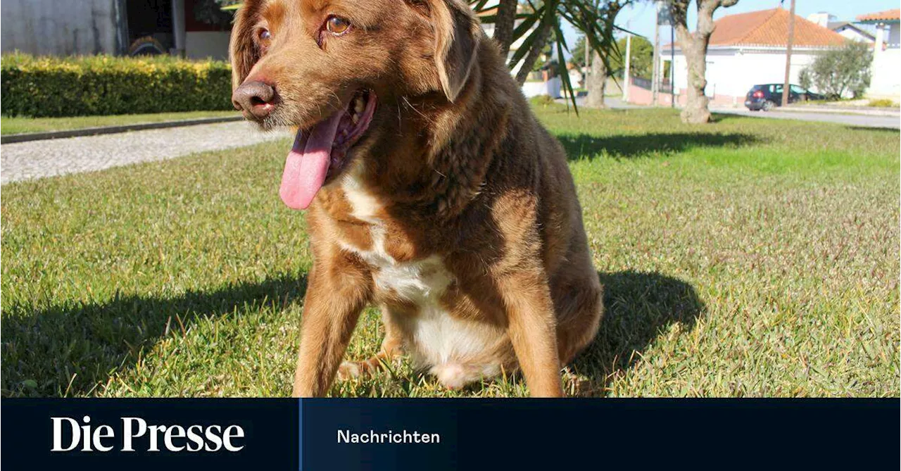 Ältester Hund der Welt ist im Alter von 31 Jahren gestorben