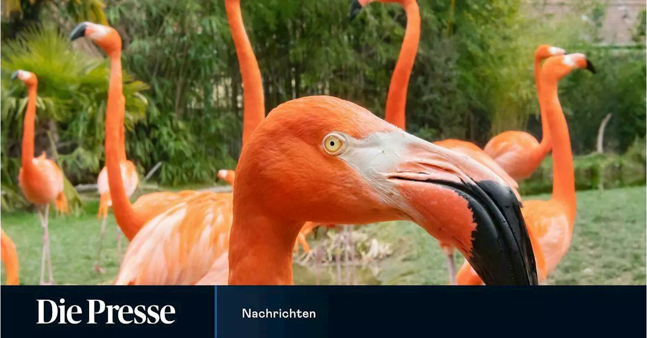 Flamingos gerissen: Suche nach dem Fuchs im Zoo