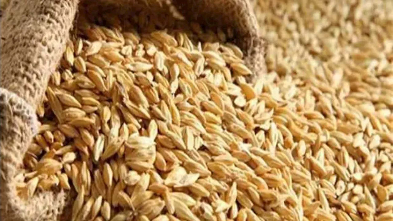 سعر طن الأرز الشعير في مصر اليوم.. تراجع بنحو 500 جنيه