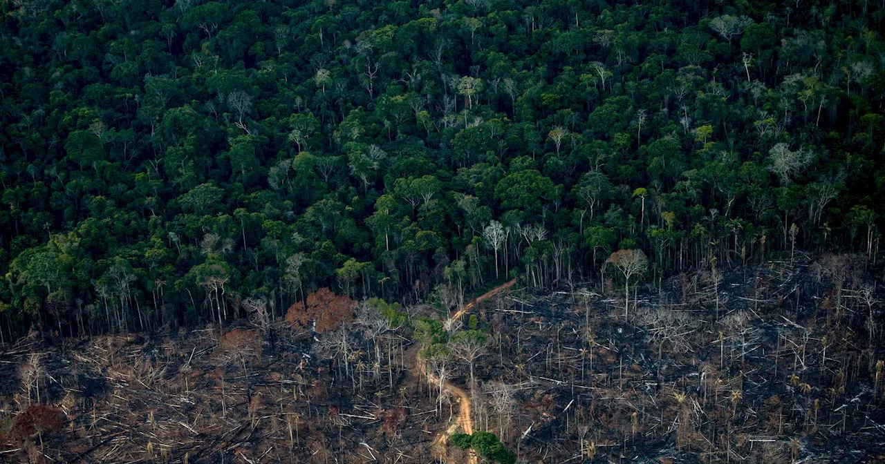 Mundo 'na direção errada' para travar desflorestação até 2030