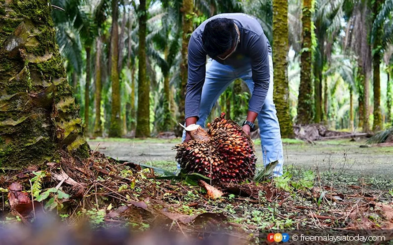 HLIB raises 2024 CPO price assumption to RM4,000 per tonne