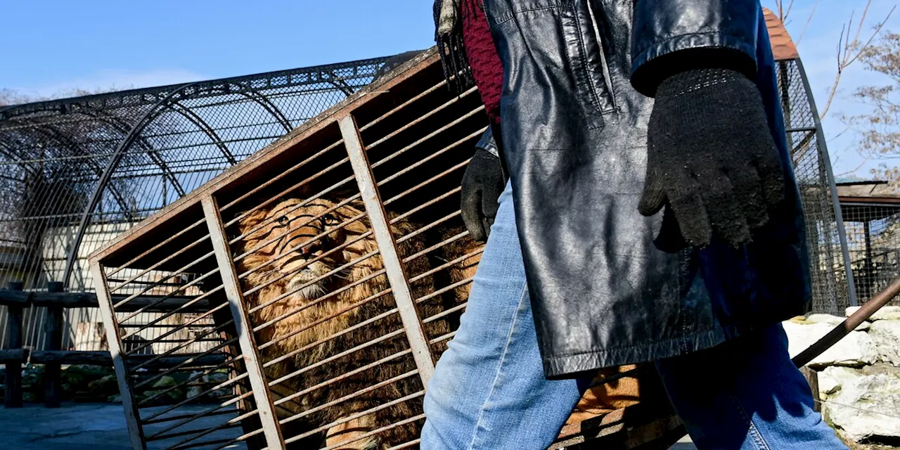 Von Donezk nach Doncaster: Löwen aus einem Privat-Zoo in Ostukraine gerettet