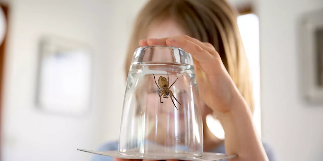 Warum Sie Spinnen besser nicht mit dem Staubsauger einsaugen sollten