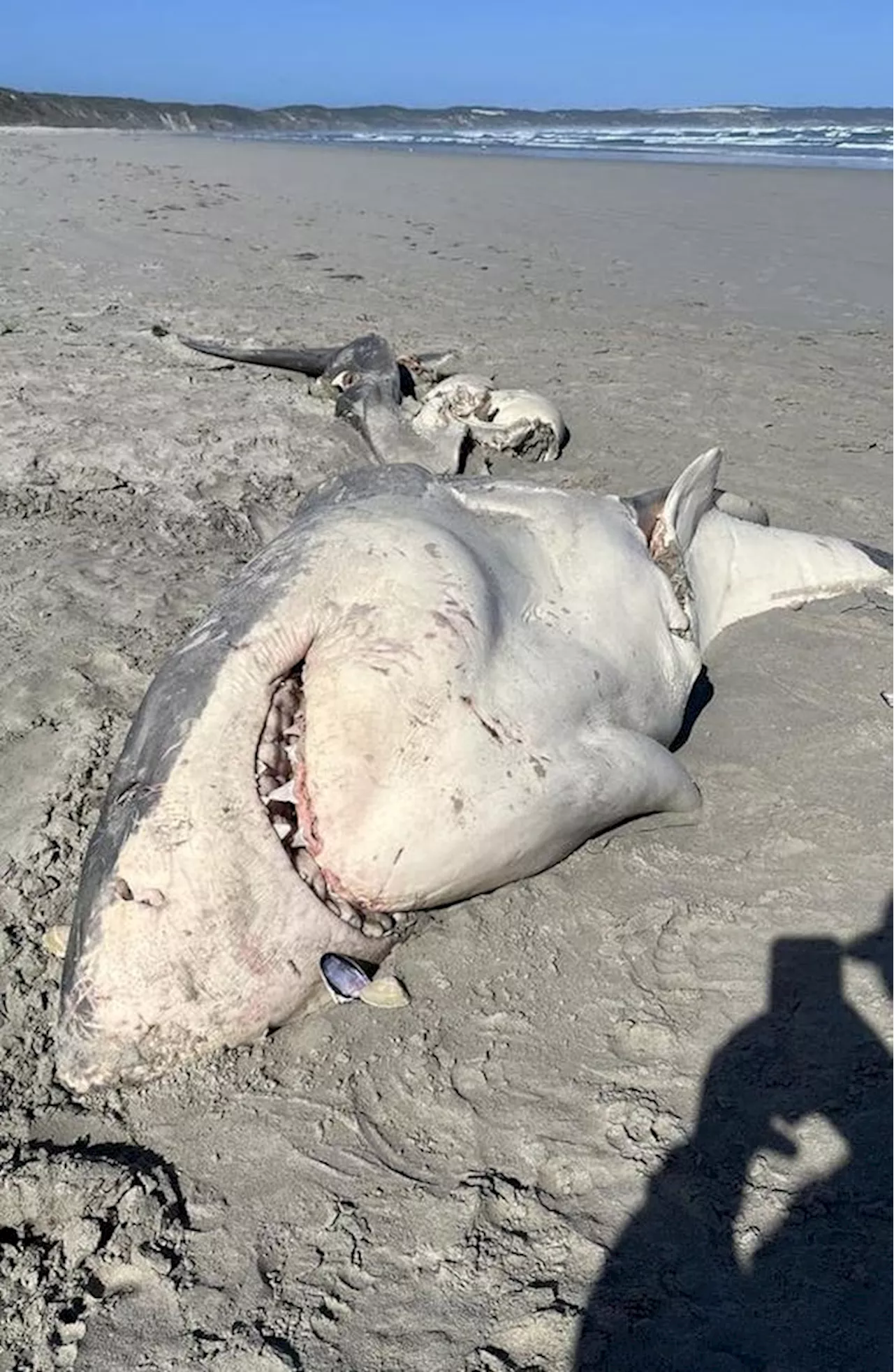 Suspected Killer Whale Predation As Shark Carcass Washes Up In Australia