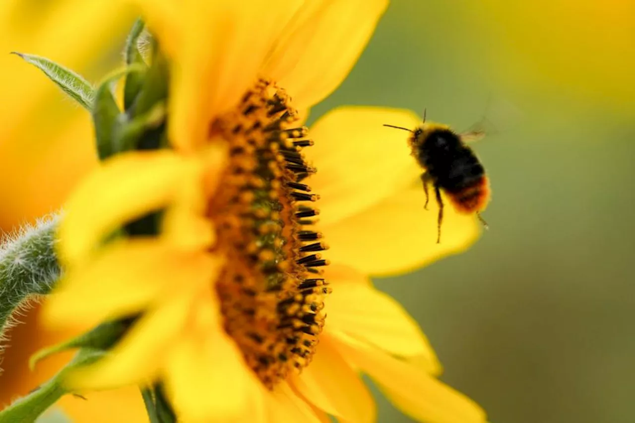 Bumblebees ‘prioritise getting maximum calories in shortest time’