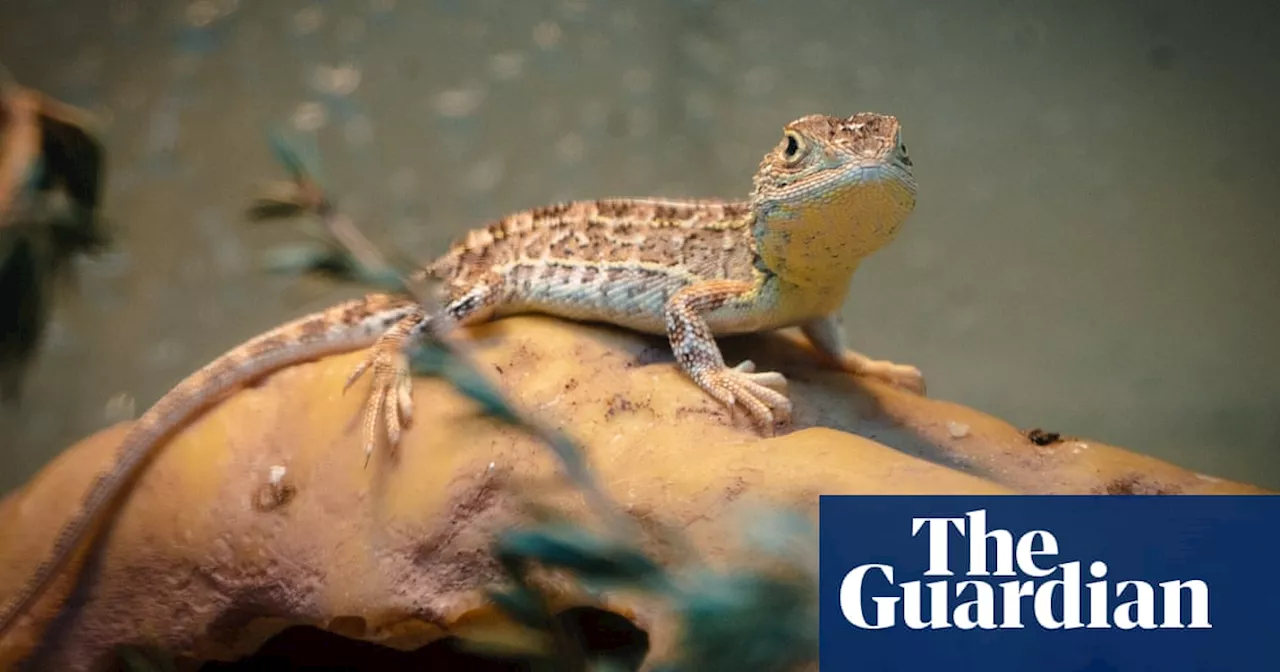 Imagine more dragons: US biotech firm aims to breed tiny Australian lizard that is near extinction