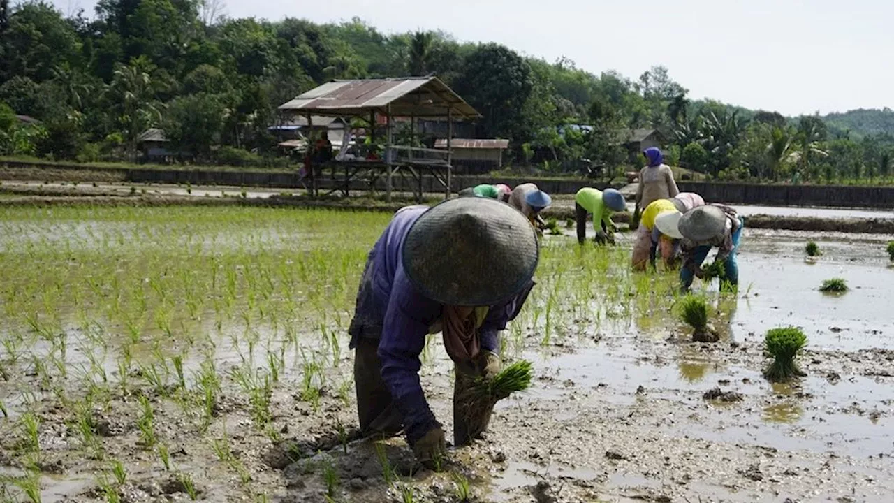 For the sake of rice farmers, North Kalimantan no longer buys rice