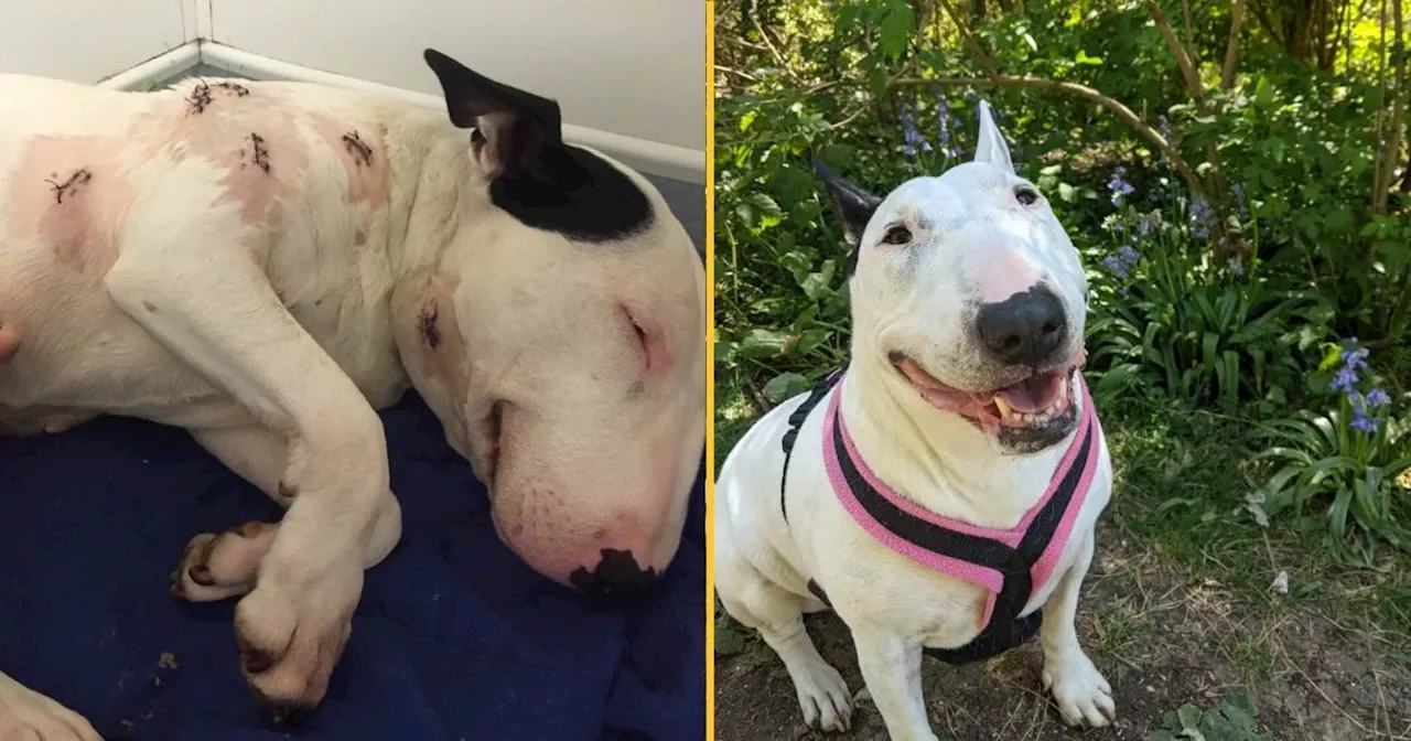 Dog stabbed seven times and left to die is now living her best life