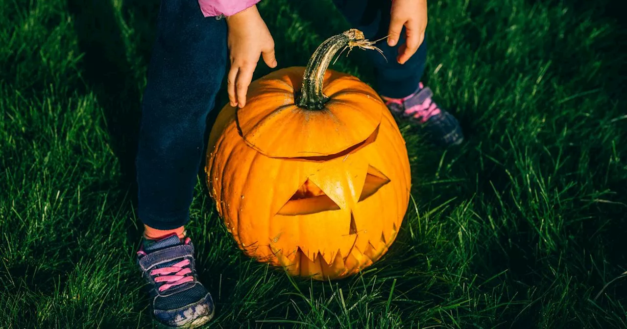 Your Used Halloween Pumpkin Can Be Great For Your Garden