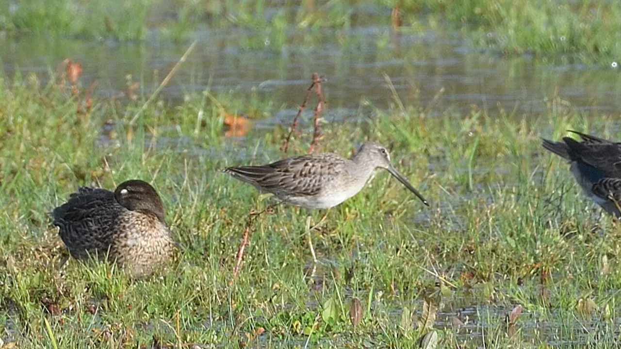 Rare long-billed dowitcher spotted at nature reserve in Cornwall