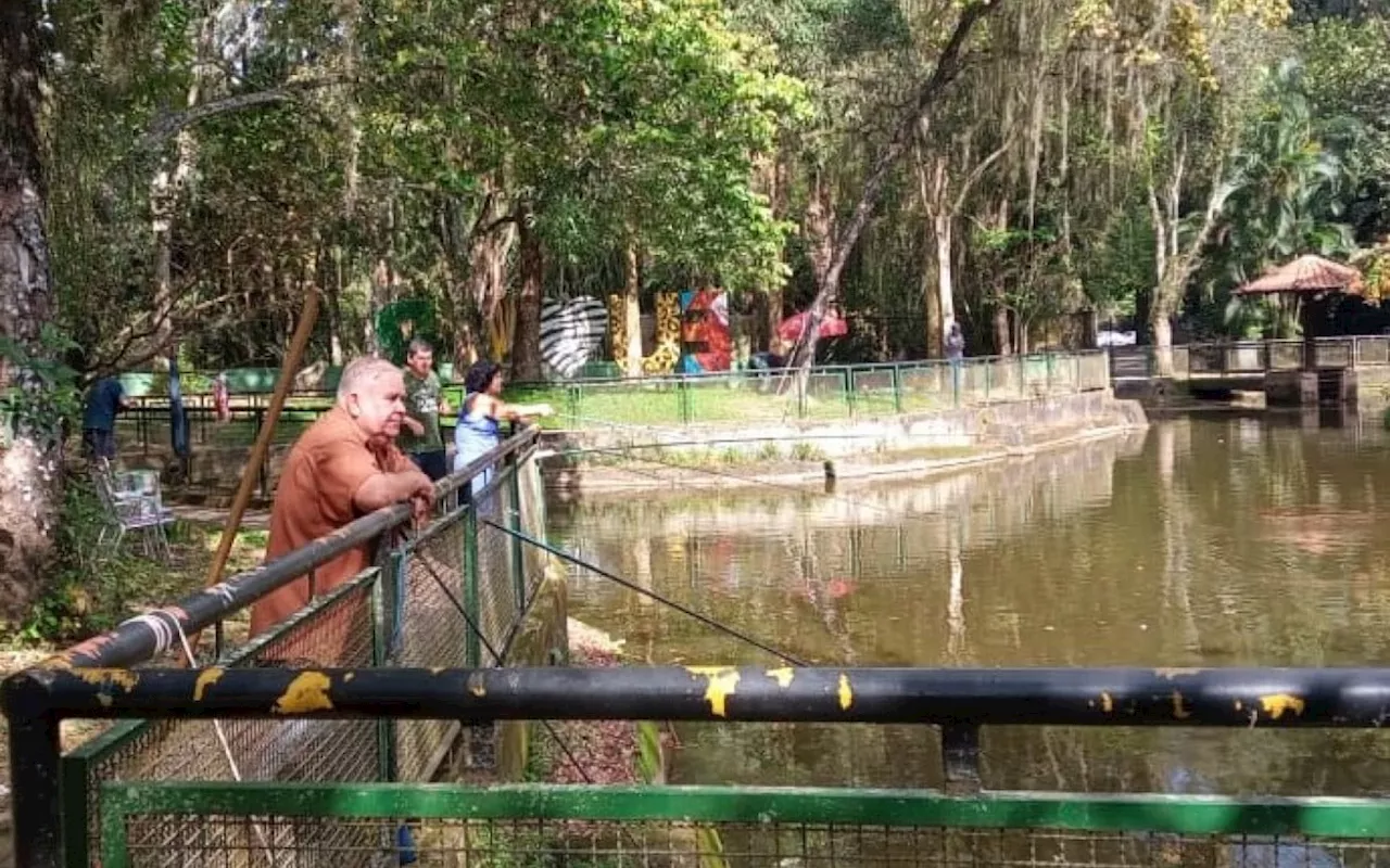 Projeto ‘Pesque e Não Pague’ recebe 300 quilos de tilápia em Volta Redonda