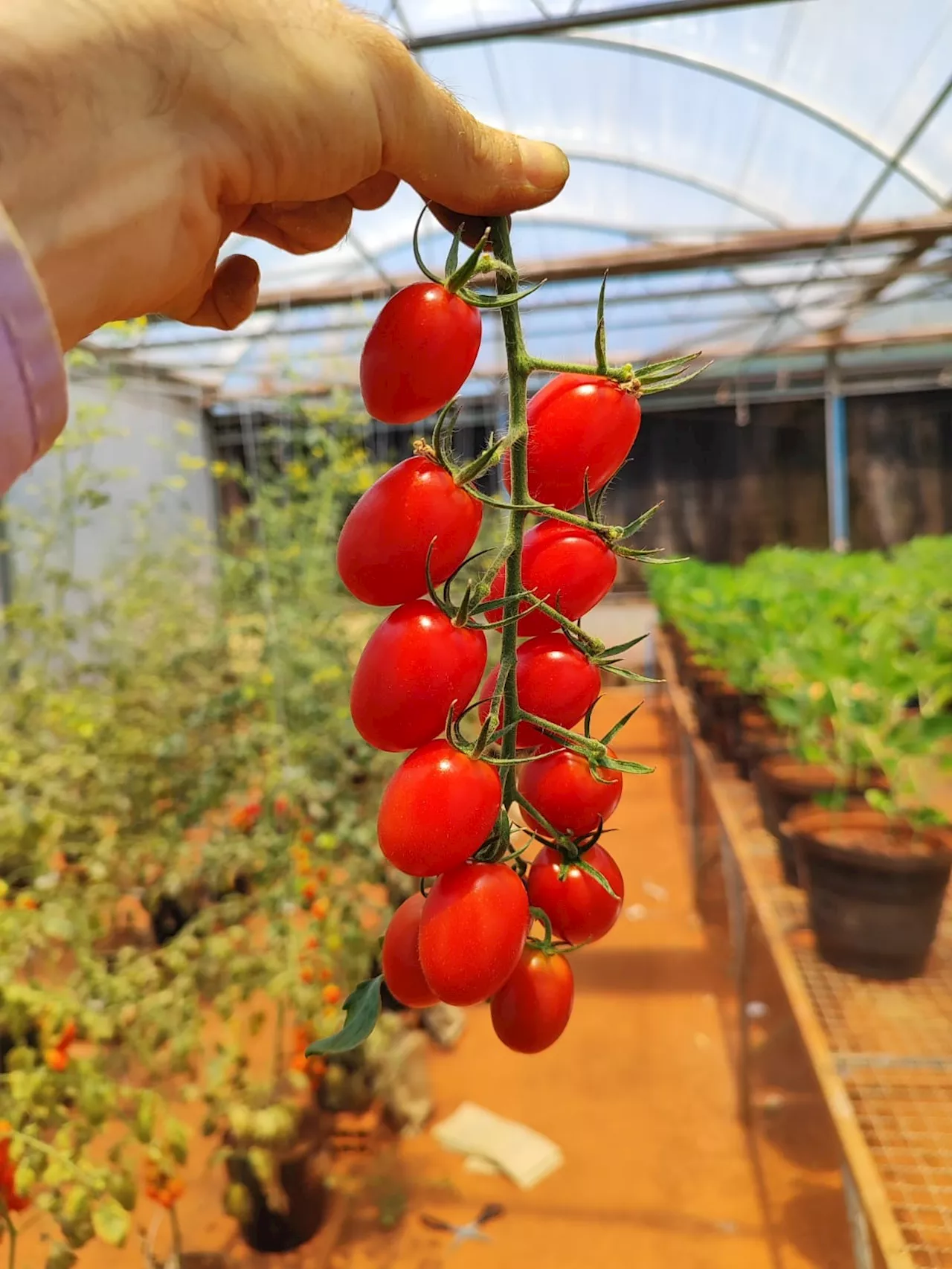 Globo Rural: Tomate vira o 'rato de laboratório' das pesquisas em agricultura