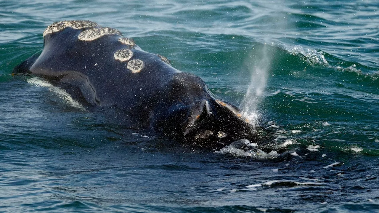 Decline of rare right whales appears to be slowing, but scientists say big threats remain