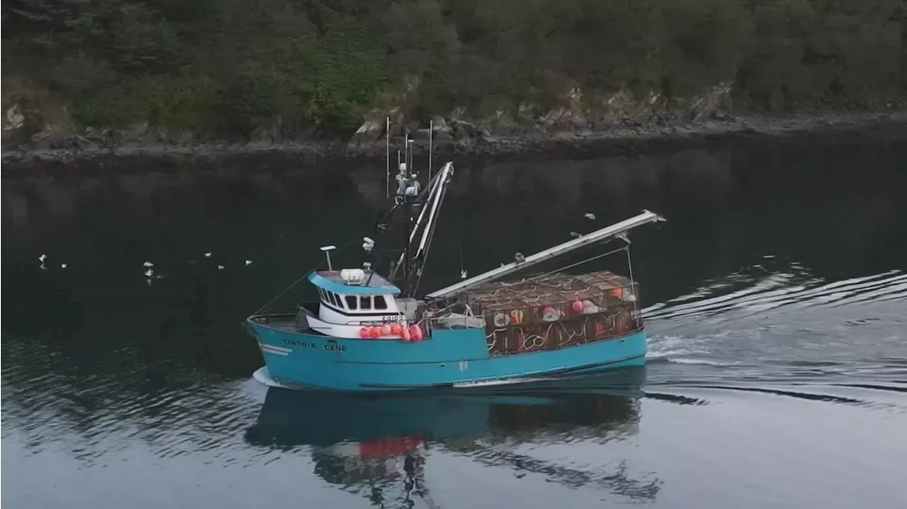 New study by NOAA shows how marine heat wave impacted Alaska Bering Sea snow crab population