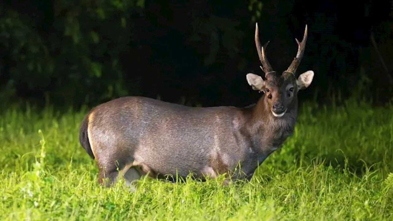 Deer crashes girls soccer match in Pennsylvania