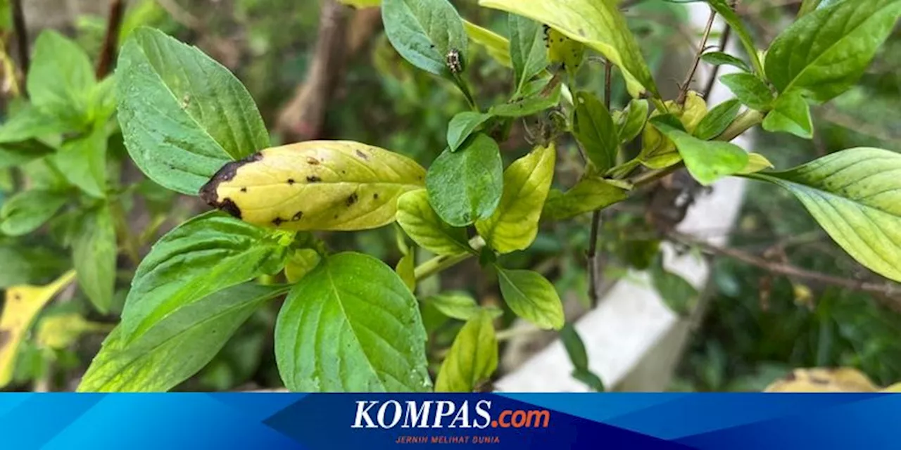 6 Penyebab Daun Kemangi Menguning dan Cara Mencegahnya