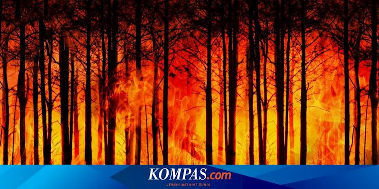 Apakah El Nino Memicu Kebakaran Lahan di Indonesia?