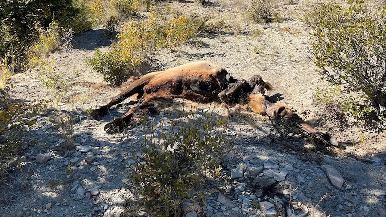 Utah wildlife officials seek information after bull elk killed, left to waste in Duchesne County