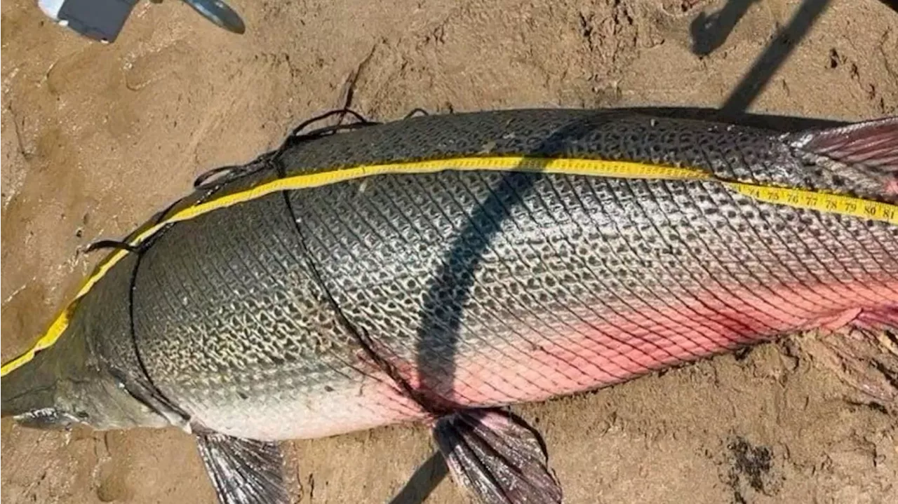 What's 100 inches long, weighs 283 pounds and lives in East Texas? This record-breaking fish!