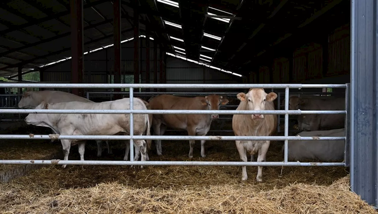 Covid de la vache : un premier cas confirmé dans un élevage bovin du Tarn