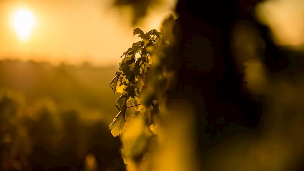 La crise du vin expliquée par le directeur des Vignerons de Buzet