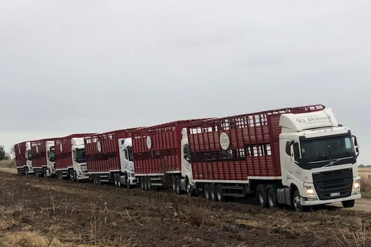 “Como el arca de Noé”: la desesperada decisión de un productor para salvar sus vacas de una tragedia