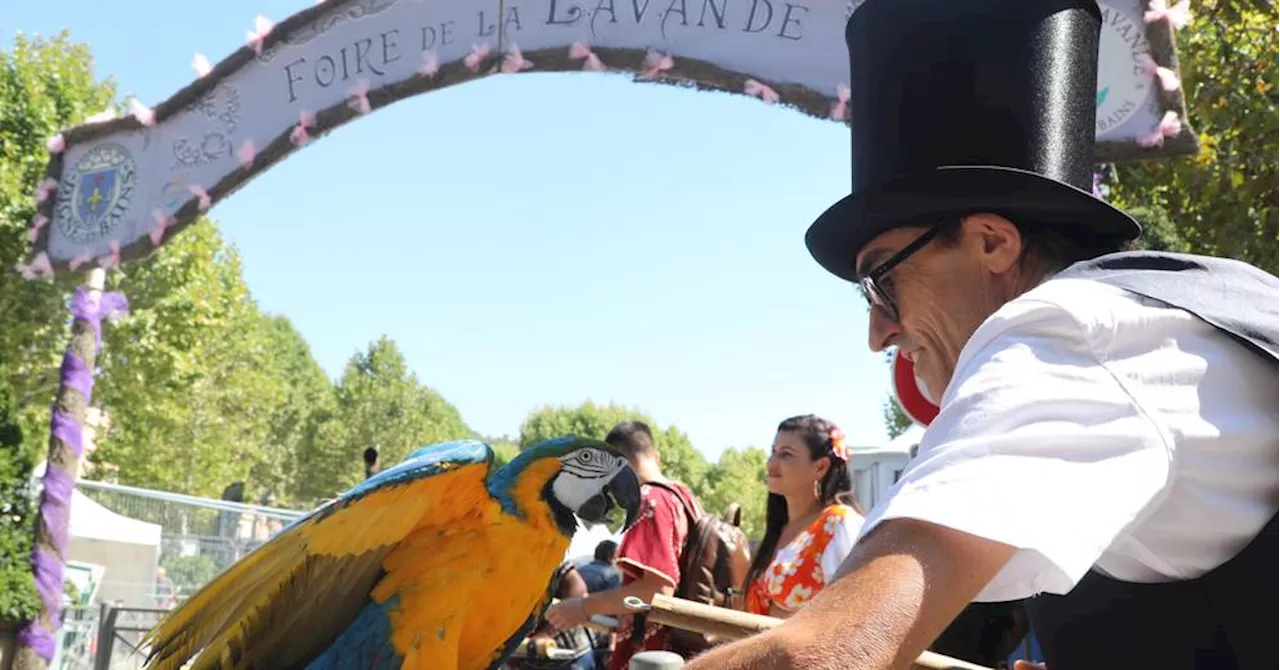 Digne-les-Bains : la foire de la Lavande va devoir 'changer de visage pour être en phase avec son époque'