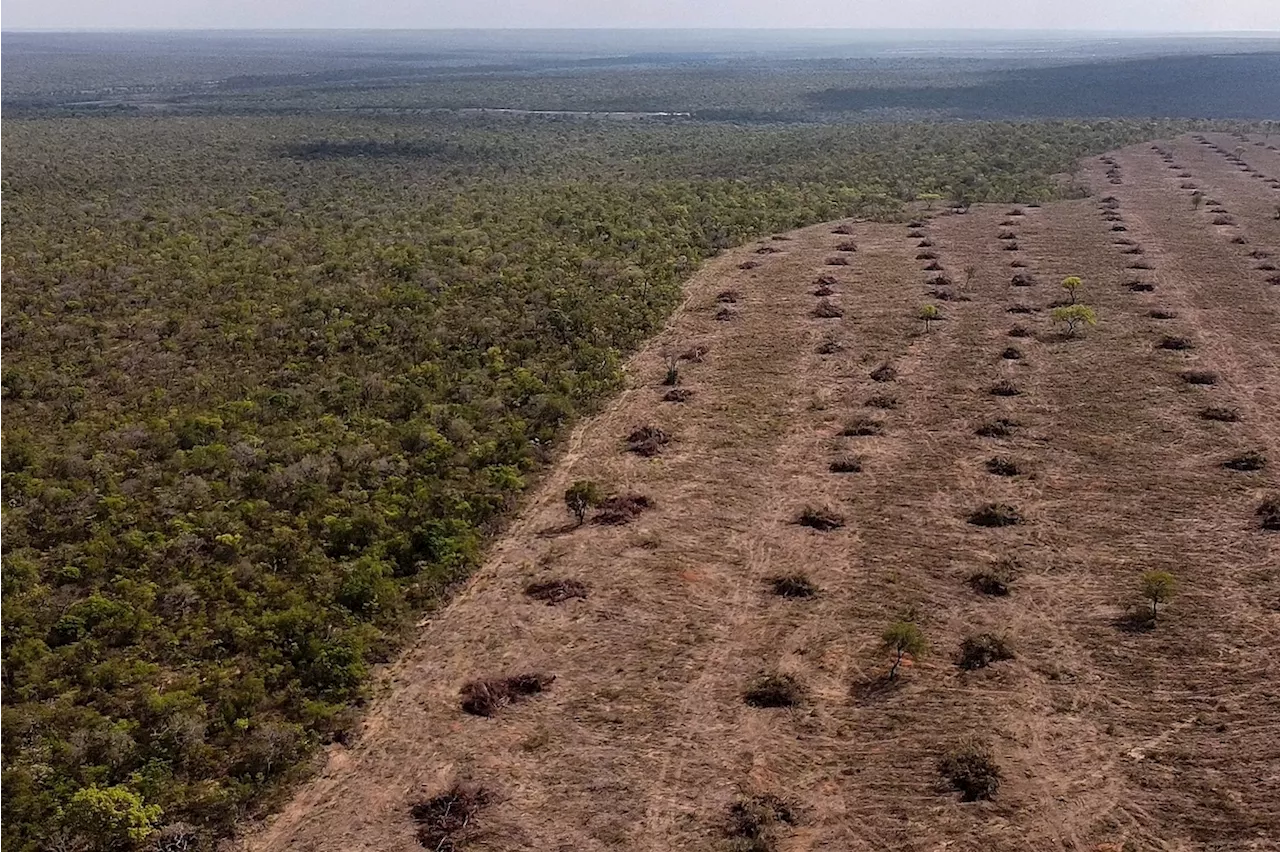 Le monde va 'dans la mauvaise direction' pour arrêter la déforestation d'ici 2030