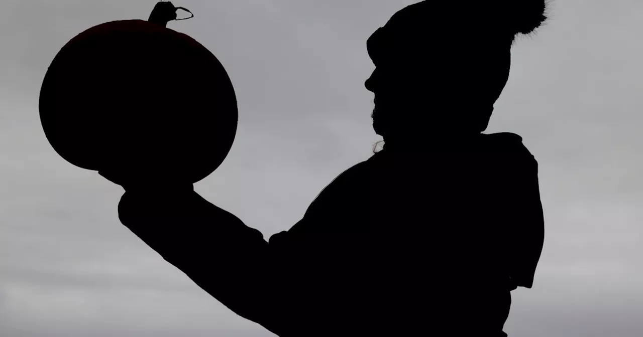 Best places to go pumpkin picking across Cumbria and Lake District