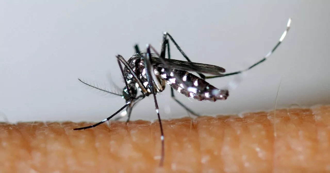 Dengue : 36 cas autochtones recensés en France métropolitaine depuis le 1er mai 2023